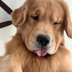 Meet your Posher, Gab